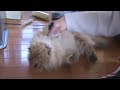 戦う猫