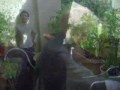 marijuana-on-my-balcony.html