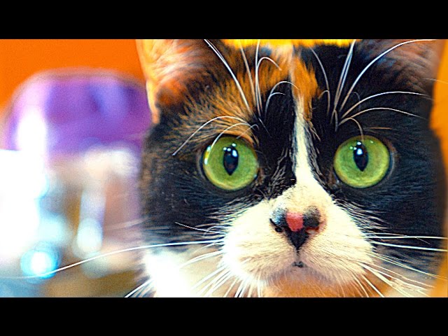 8 ЛАЙФХАКОВ ДЛЯ КОТА!