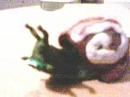 Snail Test 2