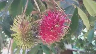 রাম্বুটান (Rambutan)...