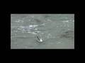 videos de Rosse Franjepoot IJmuiden