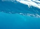 Minke Whale - Great Barrier Reef