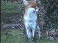Fox showing dominance by attacking hedge
