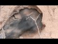 Solītais video par āpšu medībām