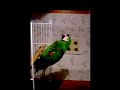Jessie theTalking Parrot ll Jessie theTalking Parrot ll