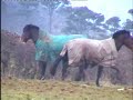 its-my-life-horses.html