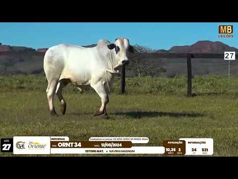1� LEIL�O PRODU��O FAZENDA ORIENTE