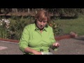 Growing Herbs : How to Grow Garlic