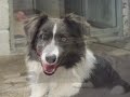 Truce the collie, terrified of man