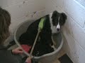 Truce the collie, terrified of man