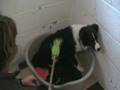 Truce the collie, terrified of man