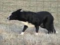 Sage Herding At DarnFar Ranch