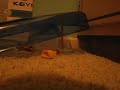 Hamster Hunt Hamster Hunt