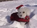 トイプードル動画