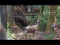 archery 3d shooting 2007 pre bowhunting elk Oregon archery 3d shooting 2007 pre bowhunting elk Oregon