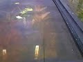 Boronia Aquarium Green House