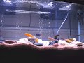 African Cichlid Aquarium - New Setup