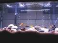 African Cichlid Aquarium - New Setup