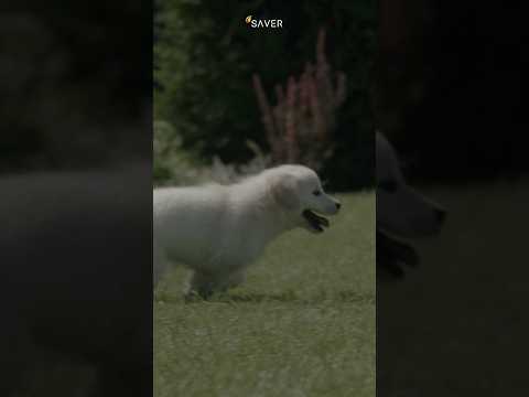 우리 댕이 산책 할래말래? 애매하긴해~