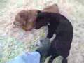 MUST Love Dogs!!