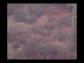 DEER HUNTING AT 950 YARDS, impossible shot