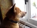 AKI LOOKING FOR... (AKITA INU)