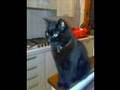 Moonlight - gatto compositore