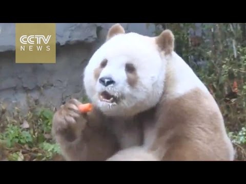 Rare brown panda enjoys winter in Shaanxi Province