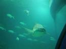 Valencia City of Arts and Science and Aquarium Oceanographic Valencia City of Arts and Science and Aquarium Oceanographic