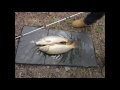 Just some small carp caught over the last 5 months. Stay tuned to my youtube channel.much much bigger carp to come!