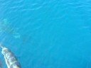 Dolphins Dolphins