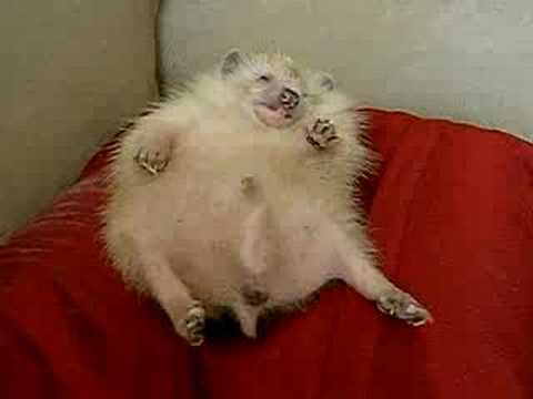 Dreaming Hedgehog.