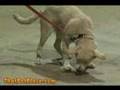 Basic Obedience Dog Training Classes At That Pet Place