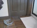 cat opens door cat opens door