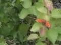 Dolly Parton - Love Is Like A Butterfly