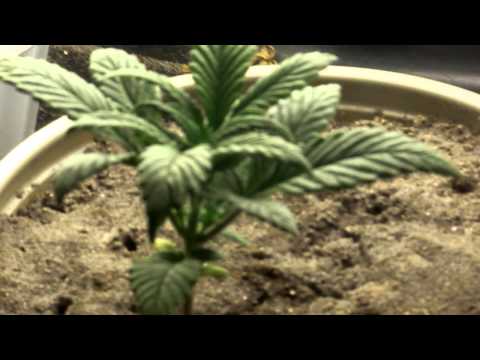 how to transplant autoflower