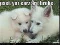 Lol dogs