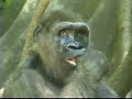 Silverback Gorilla