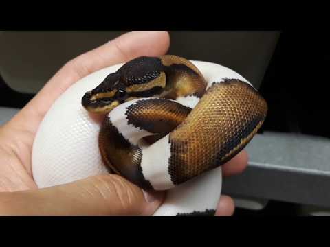 YouTube reptile video