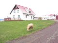 smart-sheep-in-iceland.html