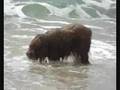 Nilo en Lloret-Perro de Aguas Español-pdae