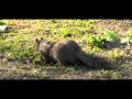 Brad Hatton Presents- Fremont, California
