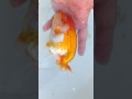 DSCF1410