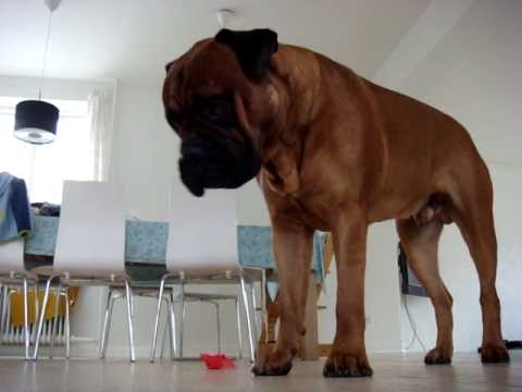 bullmastiff
