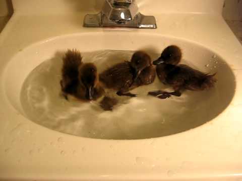 how to care for khaki campbell ducklings