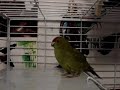 Okay- my Kakariki makes this odd sound every time i speak softly to her or call her a pretty bird.. If ANYone could tell me what this means or could possibly mean, i'd be happy!