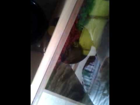 how to drain fish tank