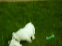 Ray Y Azucena (Cachorros en venta)