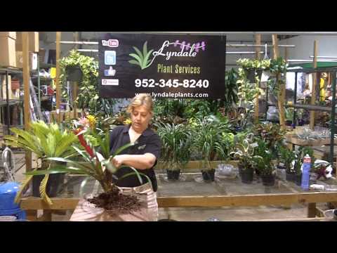 how to replant a bromeliad plant